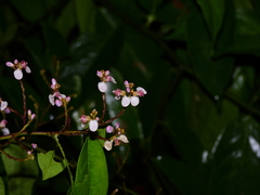 Securidaca paniculata