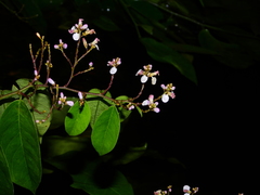 Securidaca paniculata