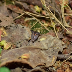 Alcimocoris japonensis