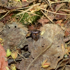Alcimocoris japonensis