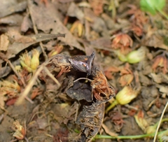 Alcimocoris japonensis
