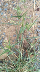 Eragrostis echinochloidea