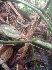 Chironius multiventris