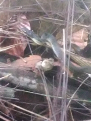 Chironius multiventris