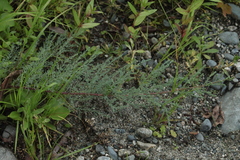 Myricaria bracteata