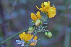 Senna chloroclada