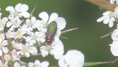 Bilyaxia cupriceps