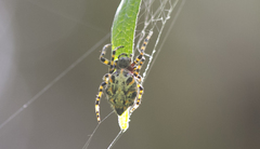 Alpaida alticeps