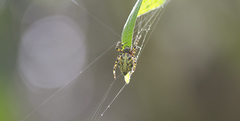 Alpaida alticeps