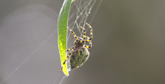 Alpaida alticeps
