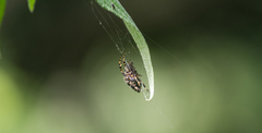 Alpaida alticeps