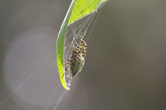 Alpaida alticeps