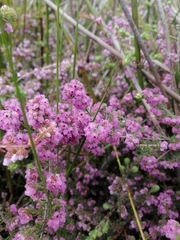 Erica mollis