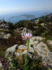 Tragopogon eriospermus