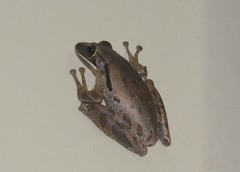 Polypedates leucomystax