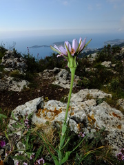 Tragopogon eriospermus