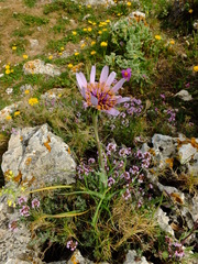 Tragopogon eriospermus