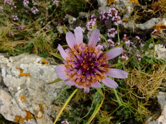 Tragopogon eriospermus