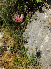 Tragopogon eriospermus