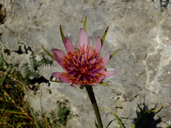 Tragopogon eriospermus