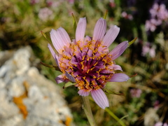 Tragopogon eriospermus