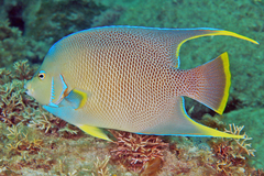 Angelfish photo 3