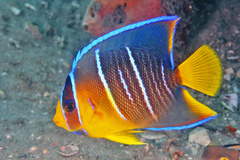 Angelfish photo 4