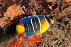 Angelfish photo 2