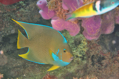 Angelfish photo 5