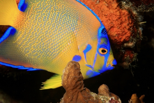 Queen Angelfish