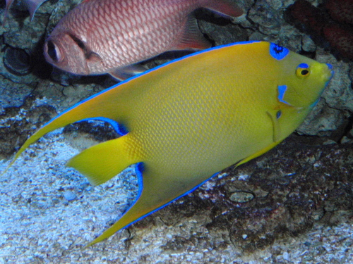 Queen Angelfish