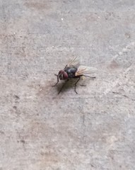 Musca domestica