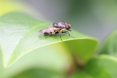 Stomorhina discolor