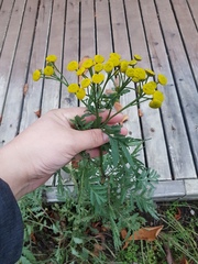 Tanacetum vulgare
