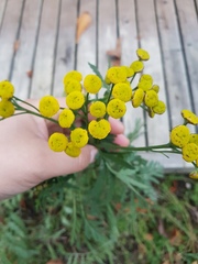 Tanacetum vulgare