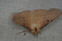 Oenochroma pallida