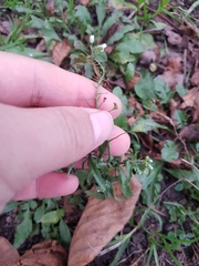 Capsella bursa-pastoris