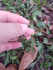 Capsella bursa-pastoris