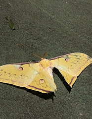 Actias sinensis