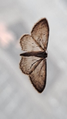Idaea seriata