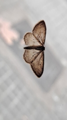 Idaea seriata