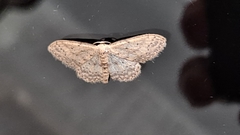 Idaea seriata