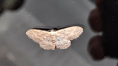 Idaea seriata