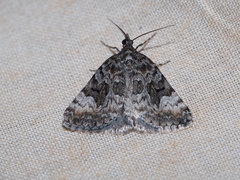 Dichromodes anelictis