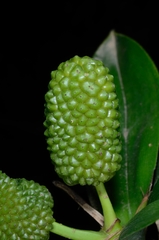 Freycinetia scandens