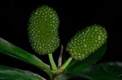 Freycinetia scandens