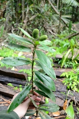 Freycinetia scandens