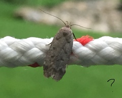 Anacampsis innocuella