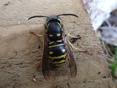 Vespula acadica