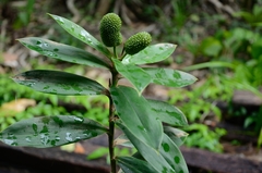 Freycinetia scandens